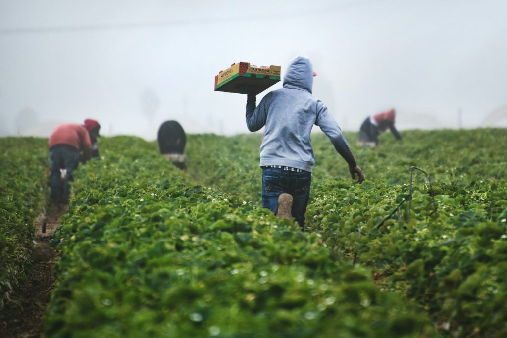 Farm workers harvesting crops in a field